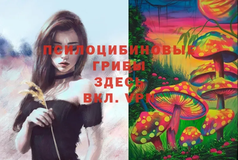 Галлюциногенные грибы Psilocybe  Ковылкино 